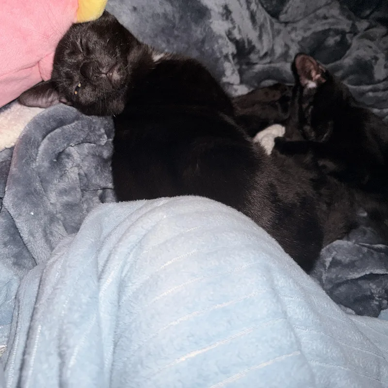 Coda And Diesel thumbnail 4