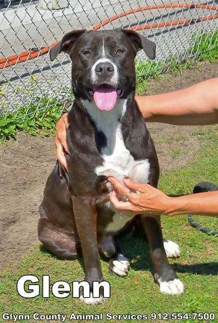 An adult large-sized male Labrador Retriever dog named Glenn for adoption in Brunswick, GA