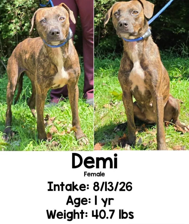 Demi