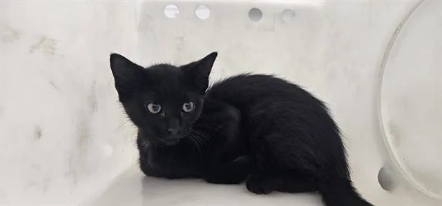 A baby small-sized male Domestic Short Hair cat named Audi for adoption in Garland, TX