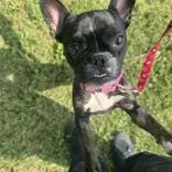 An adult small-sized female Black French Bulldog dog named Agnus for adoption in Hilliard, OH