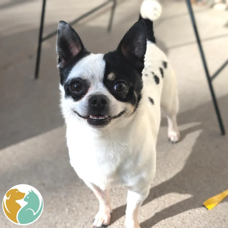 An adult small-sized male White / Cream Chihuahua dog named Rue for adoption in Toledo, OH