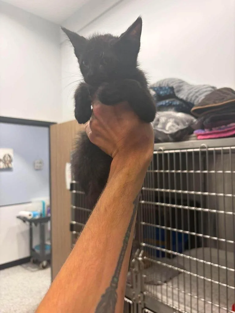 A baby medium-sized male Domestic Short Hair cat named Edgar for adoption in Republic, MO