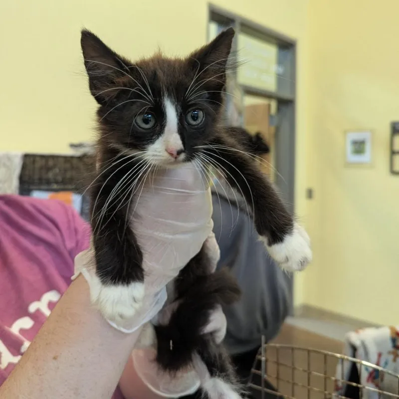 A baby small-sized male Black Domestic Short Hair cat named Stefan for adoption in Lynchburg, VA