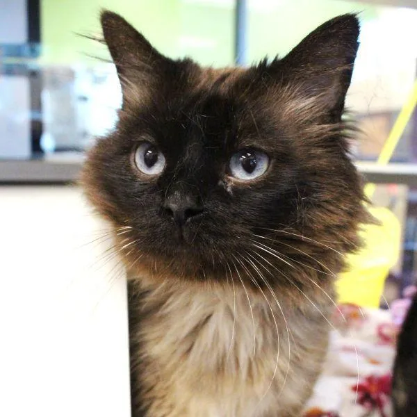 An adult medium-sized male Siamese cat named Vision   Bonded for adoption in Des Moines, IA