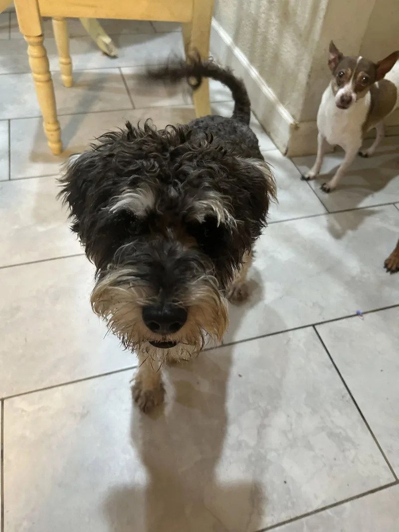 A young small-sized male Wheaten Terrier dog named Winston for adoption in Queen Creek, AZ