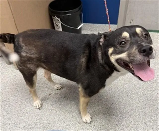 An adult large-sized male German Shepherd Dog dog named Hershey for adoption in Pasadena, TX