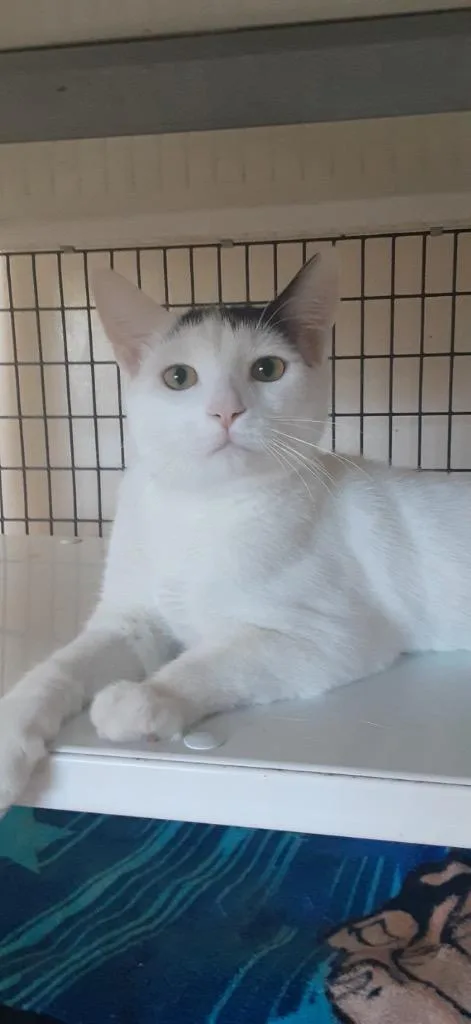 An adult large-sized male Domestic Short Hair cat named Saulrevie for adoption in St. Augustine, FL