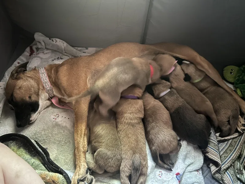 A baby medium-sized male Golden Black Mouth Cur dog named Baxter for adoption in East Flat Rock, NC