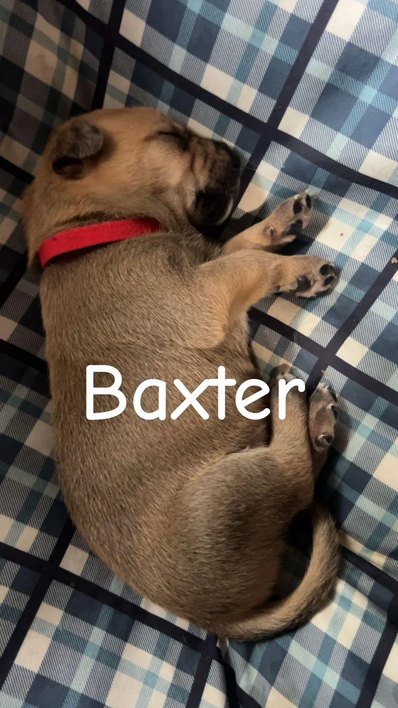 Baxter thumbnail 5