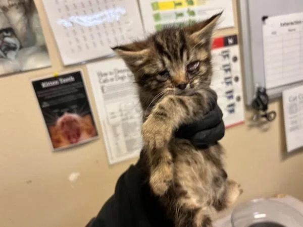 A baby small-sized female Domestic Short Hair cat named Mars for adoption in Oceanside, CA