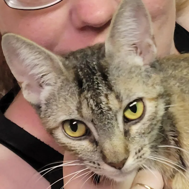A young medium-sized female Torbie Domestic Short Hair cat named Pomona for adoption in Incline Village, NV