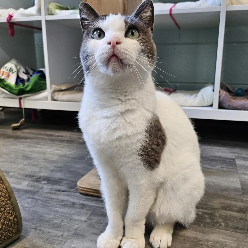 An adult medium-sized female White Domestic Short Hair cat named Reina for adoption in Redwood City, CA