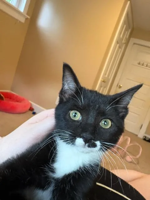 A baby medium-sized female Domestic Short Hair cat named Nicoise for adoption in Cincinnati, OH
