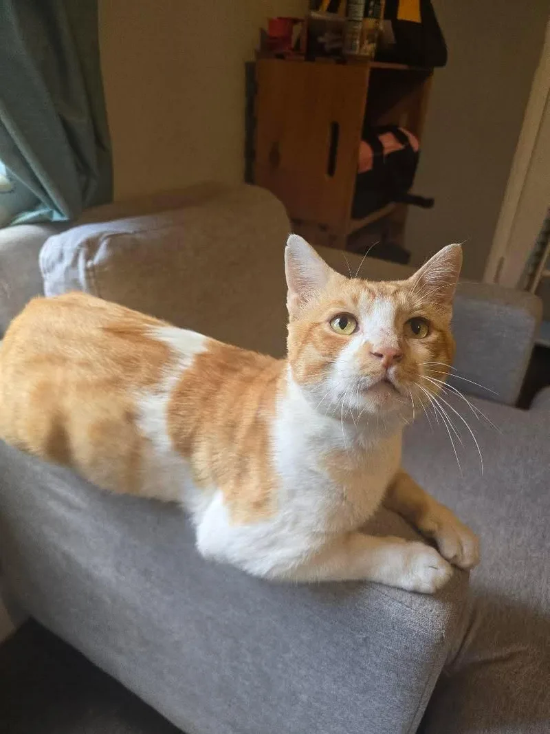 A young medium-sized male Orange & White Domestic Short Hair cat named Mishu for adoption in Coconut Creek, FL