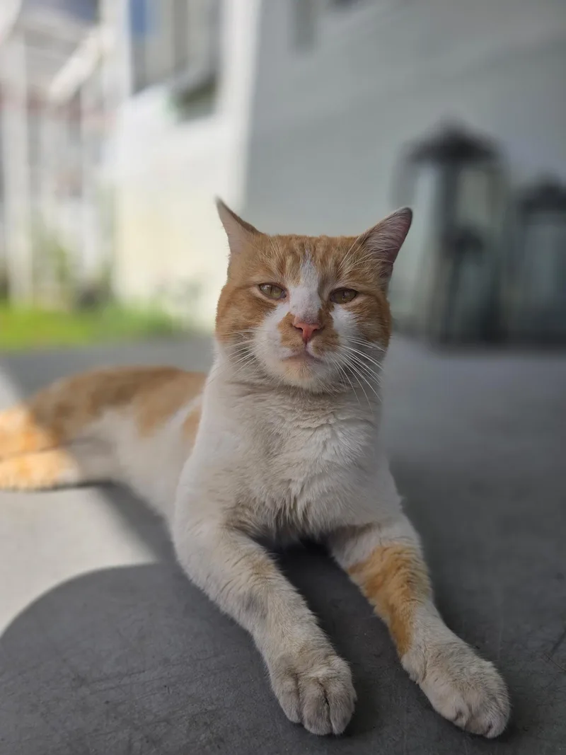 Mishu thumbnail 3