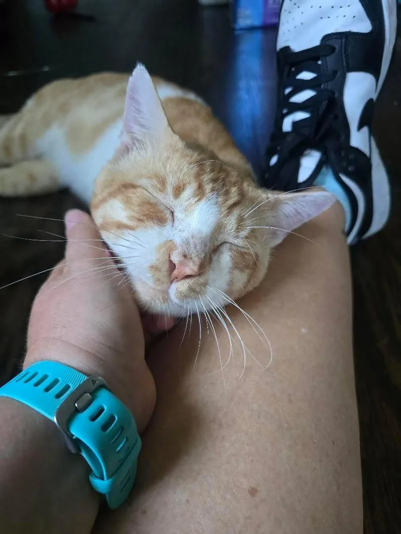 Mishu thumbnail 5