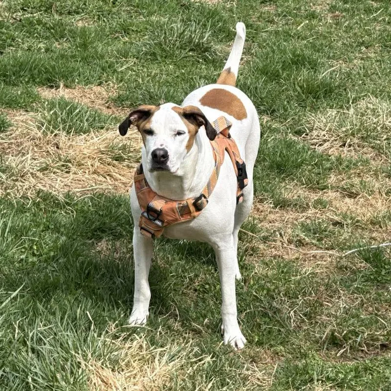 An adult large-sized female Mixed Breed dog named Candy for adoption in Long Island City, NY