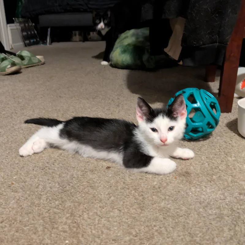A baby small-sized male Black & White / Tuxedo Domestic Short Hair cat named Picasso for adoption in Philadelphia, PA