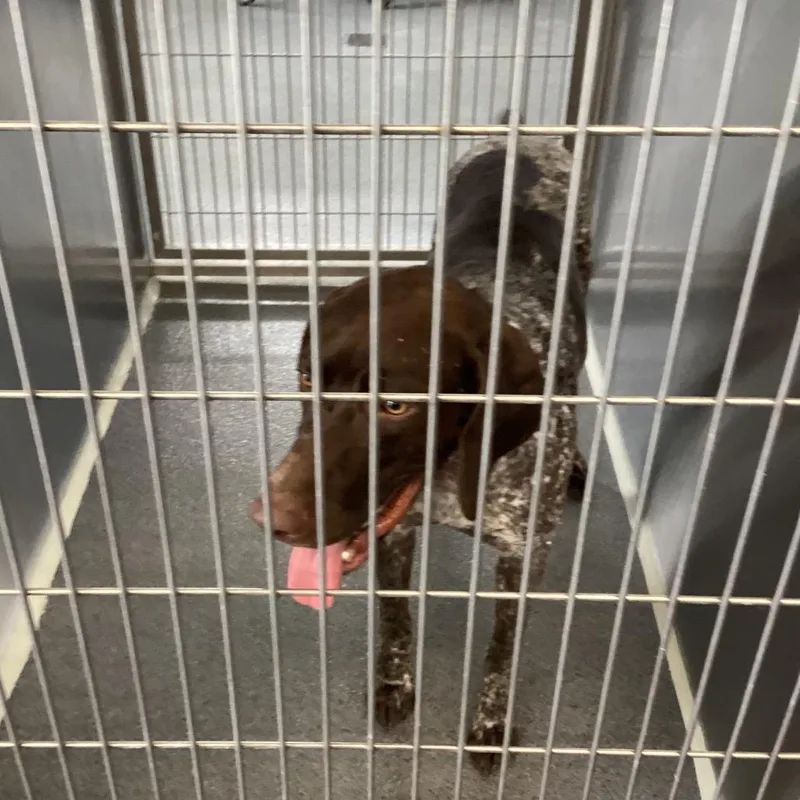 An adult medium-sized female Brown / Chocolate German Shorthaired Pointer dog named Zinny for adoption in Montgomery, AL
