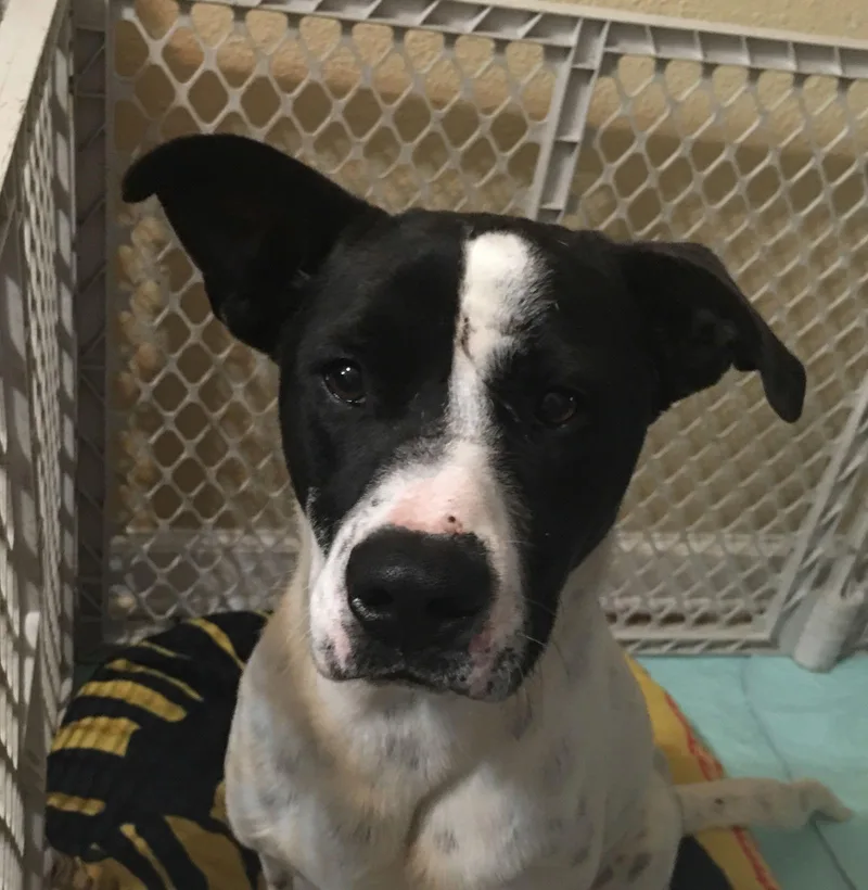 Freckles thumbnail 3