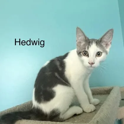 A baby small-sized male Domestic Short Hair cat named Hedwig for adoption in West Chester, PA