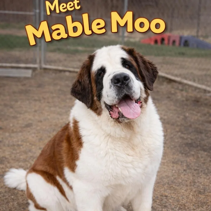 An adult extra large-sized female White / Cream Saint Bernard dog named Mabel Moo for adoption in Pasadena , MD