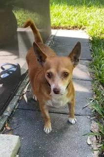 An adult small-sized male Yellow / Tan / Blond / Fawn Chihuahua dog named Diego for adoption in Longwood, FL