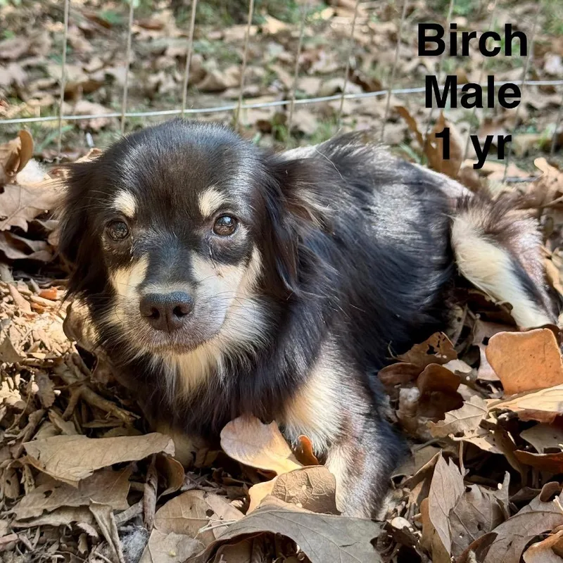 An adult small-sized male Chihuahua dog named Face for adoption in Eureka Springs, AR