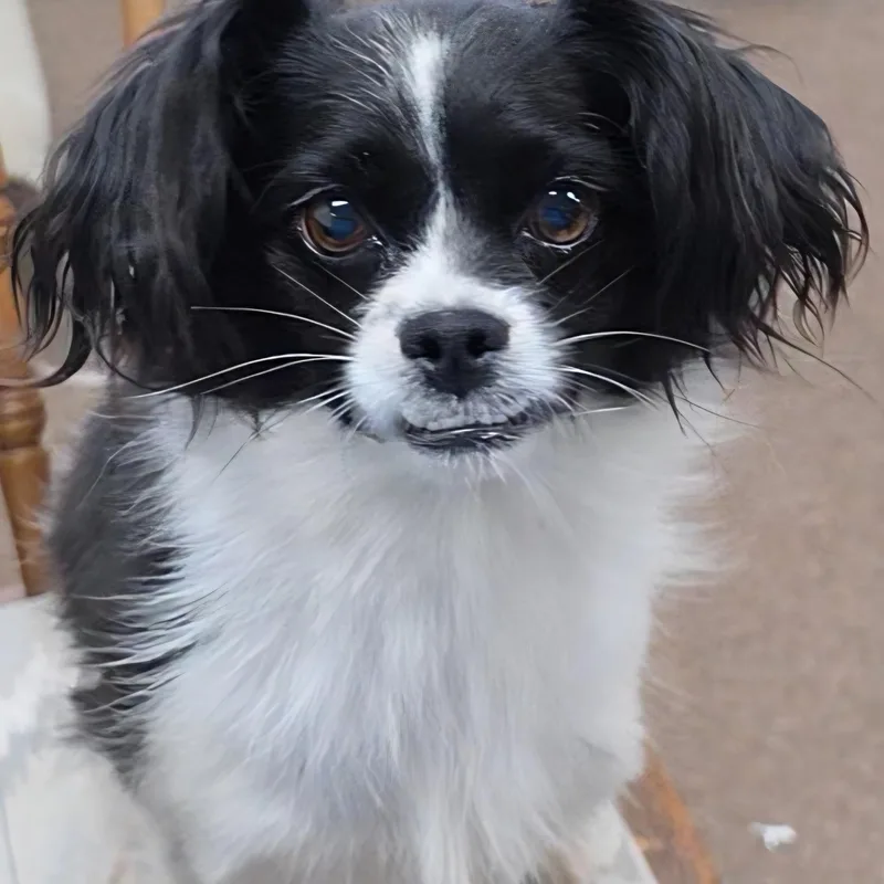 An adult small-sized female Pomeranian dog named Minion for adoption in LaGrange, IN