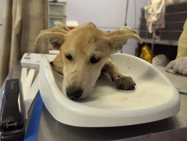 A baby small-sized female Shepherd dog named Carly for adoption in Riverside, CA