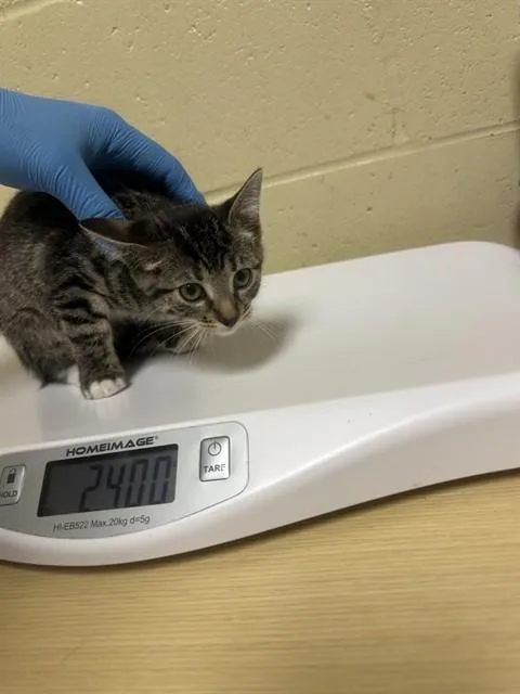 A baby small-sized female Domestic Short Hair cat named Spider Plant for adoption in Sacramento, CA