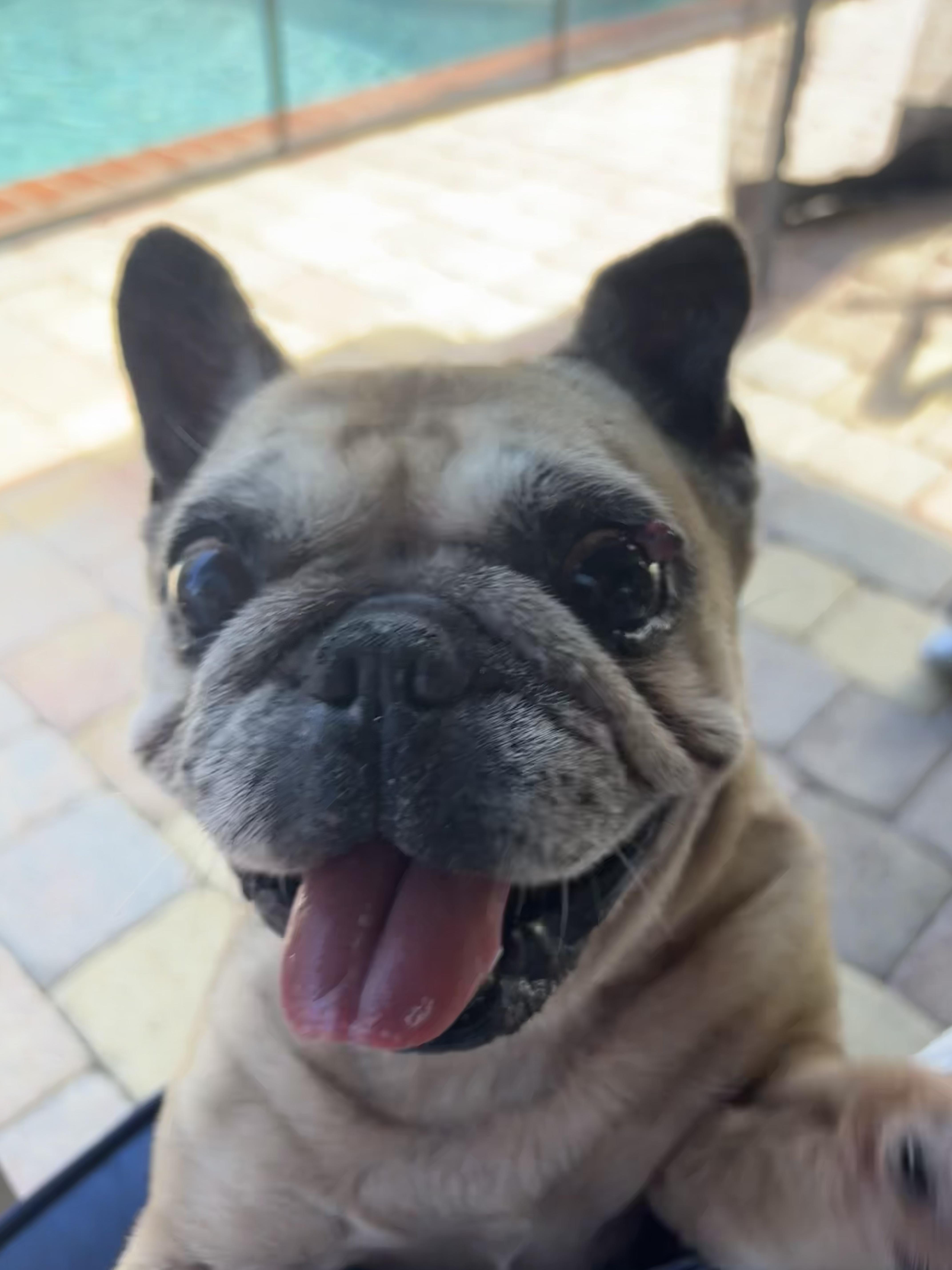 A senior small-sized female Apricot / Beige French Bulldog dog named Nata for adoption in Cape Coral, FL