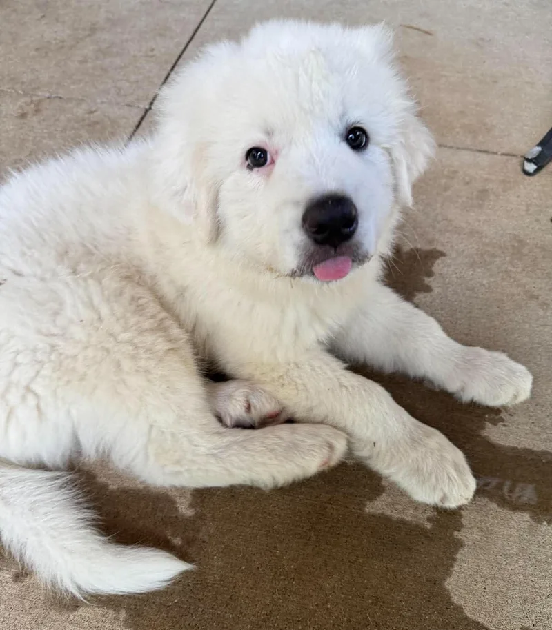 A baby large-sized male White / Cream Great Pyrenees dog named Needoh for adoption in Kiowa, OK