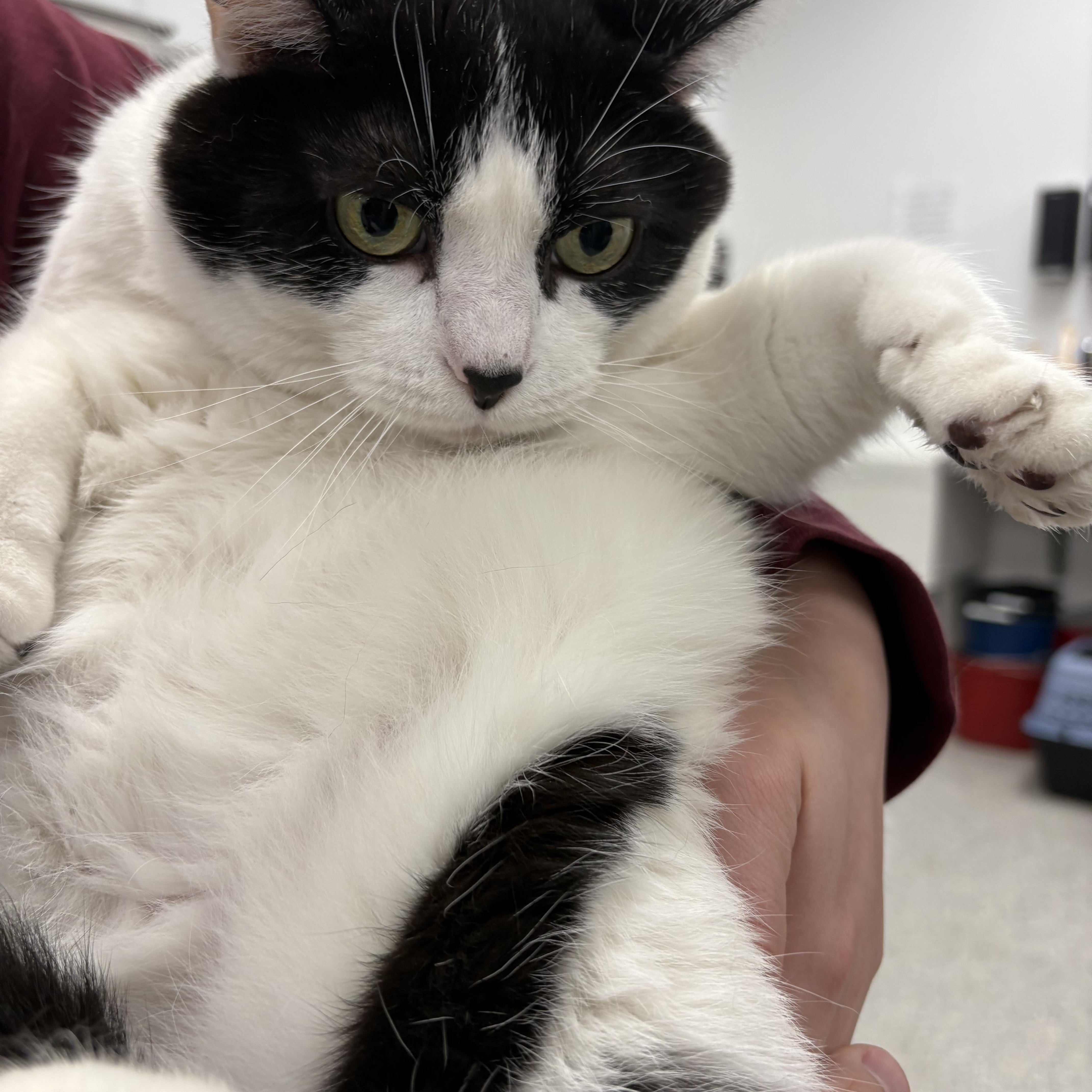 A senior extra large-sized female White Domestic Short Hair cat named Tweety for adoption in Youngstown, OH