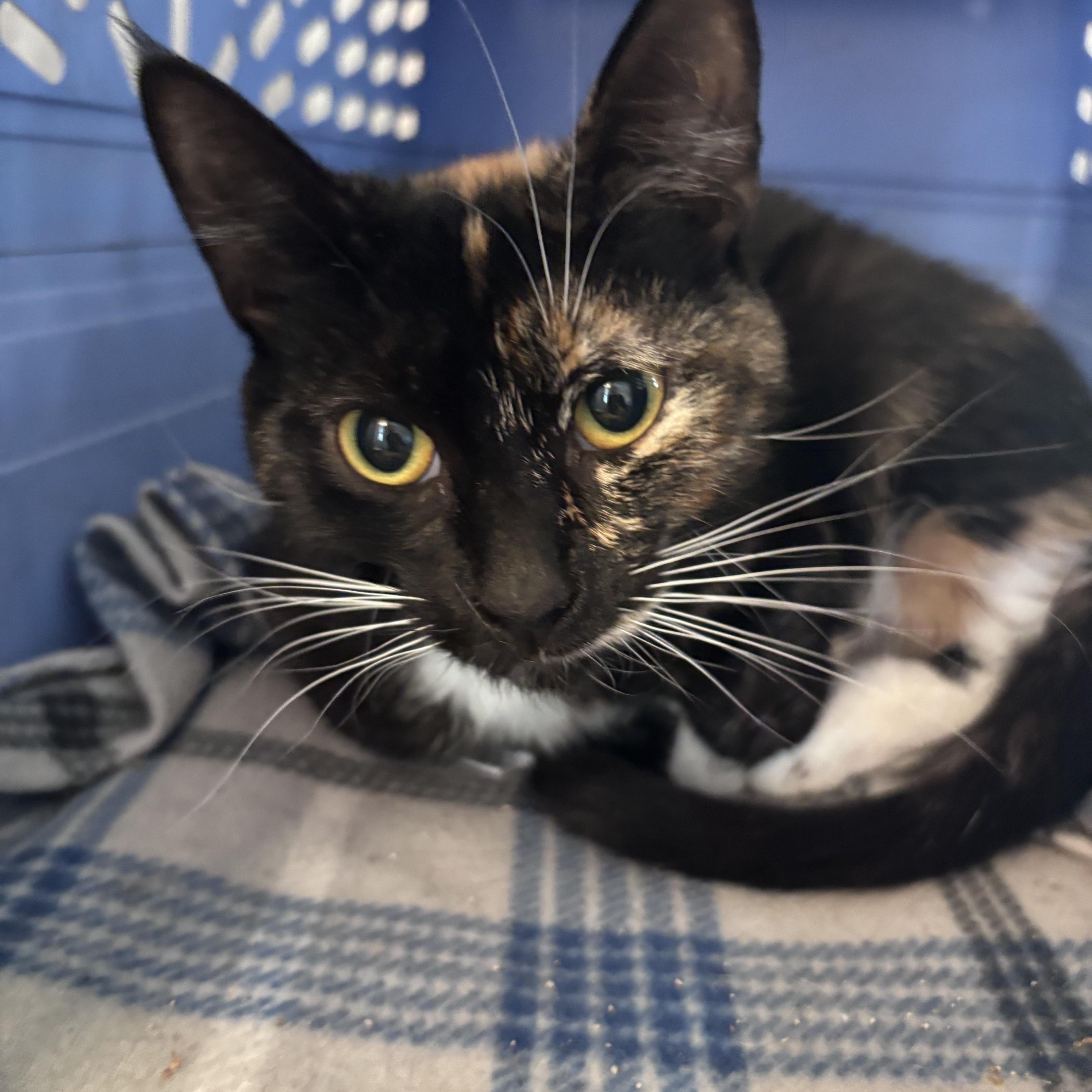 A young medium-sized female Calico Domestic Short Hair cat named Rumor for adoption in Kirklin, IN