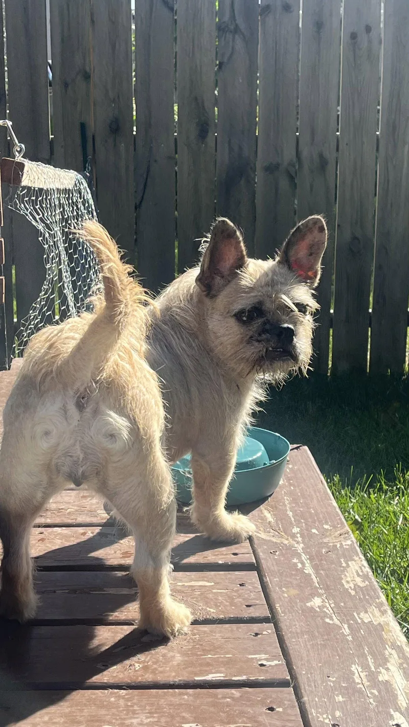 A young medium-sized female French Bulldog dog named Moni for adoption in New London, WI