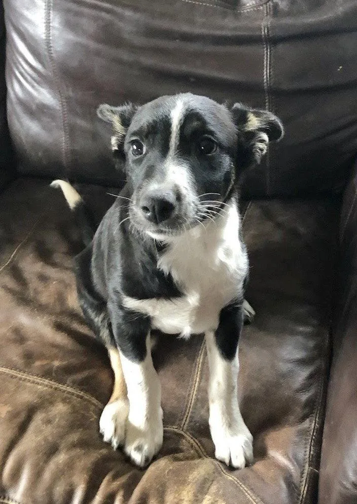 A baby medium-sized female Border Collie dog named Sassy for adoption in Winter Park, CO