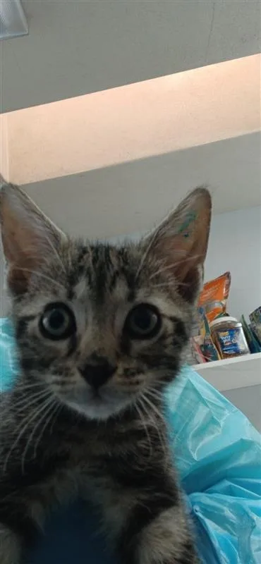 A baby small-sized male Domestic Short Hair cat named Mj for adoption in Largo, FL