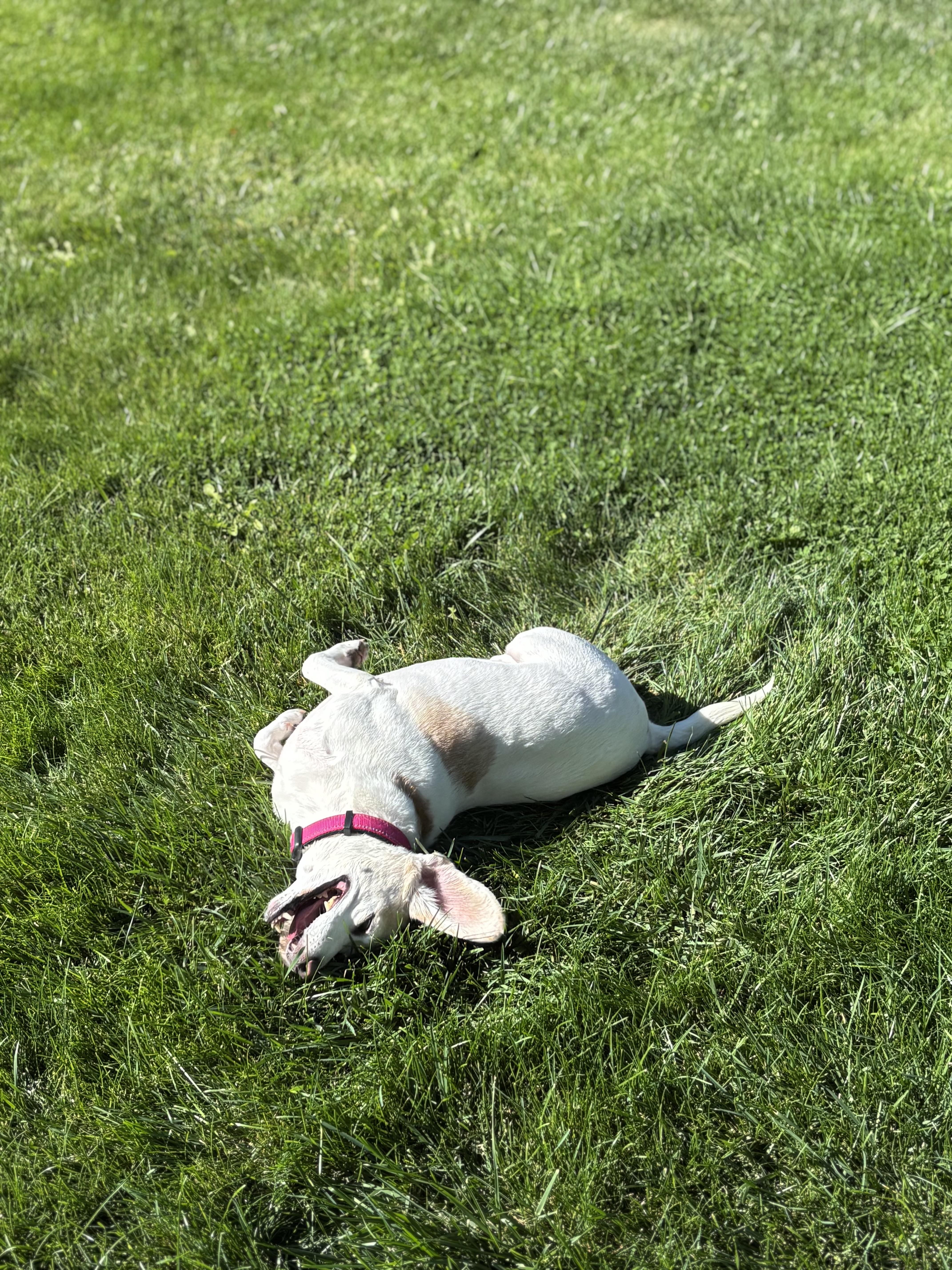 A senior medium-sized female Beagle dog named Josie for adoption in Denver, CO