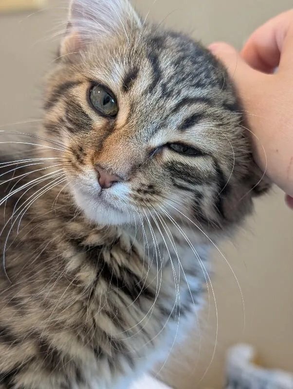 A young medium-sized male Domestic Long Hair cat named Helios for adoption in Adrian, MI