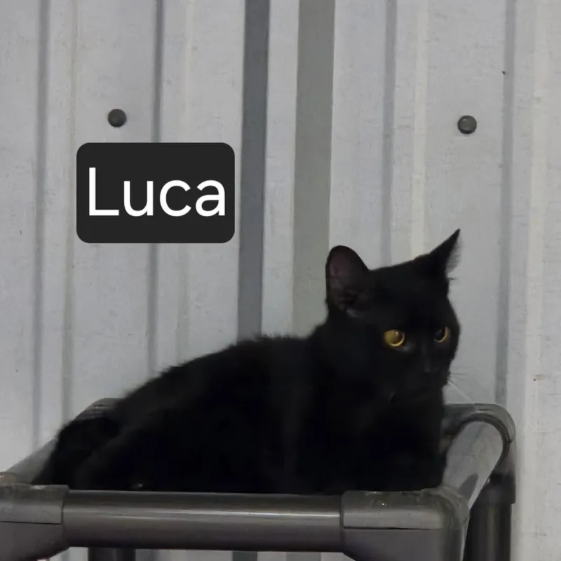 An adult medium-sized male Black Domestic Short Hair cat named Luca for adoption in SNOW HILL, NC
