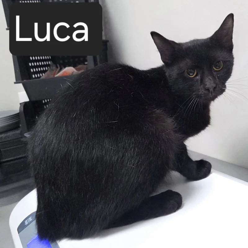 Luca thumbnail 2