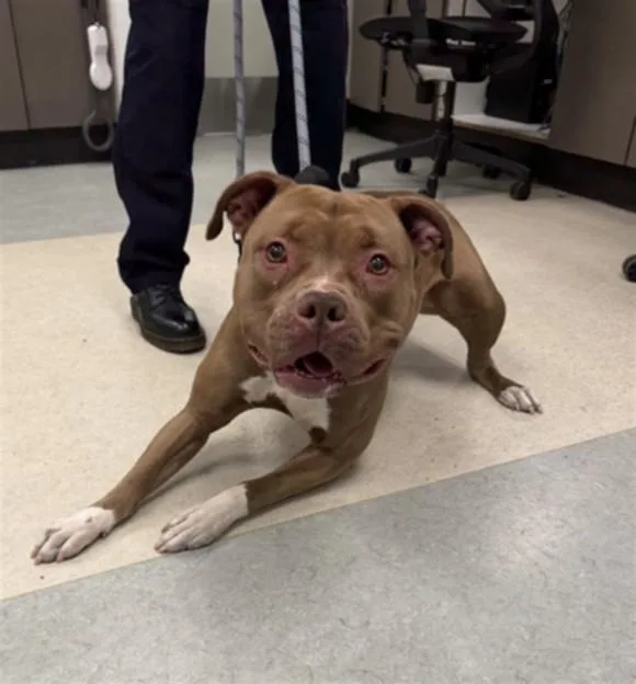 A young large-sized female Pit Bull Terrier dog named Chrissy for adoption in Van Nuys, CA