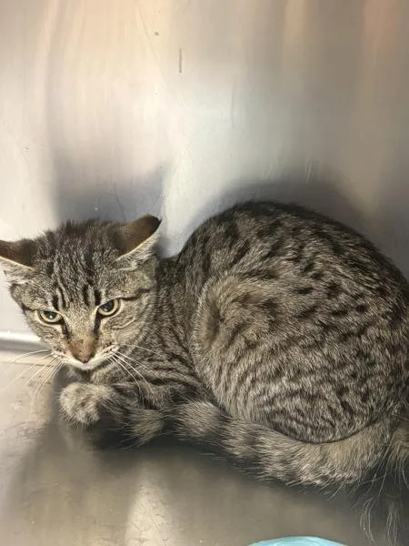 A young medium-sized female Domestic Short Hair cat named Dani for adoption in Victorville, CA
