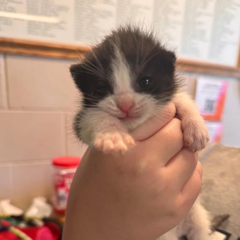 A baby small-sized female Black Domestic Short Hair cat named Agnes for adoption in South Haven, MI