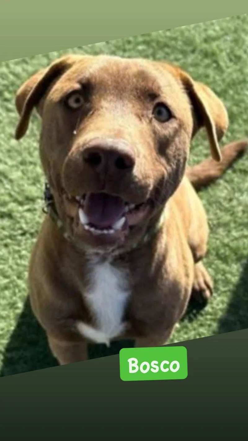 An adult medium-sized male American Staffordshire Terrier dog named Bosco for adoption in San Diego, CA