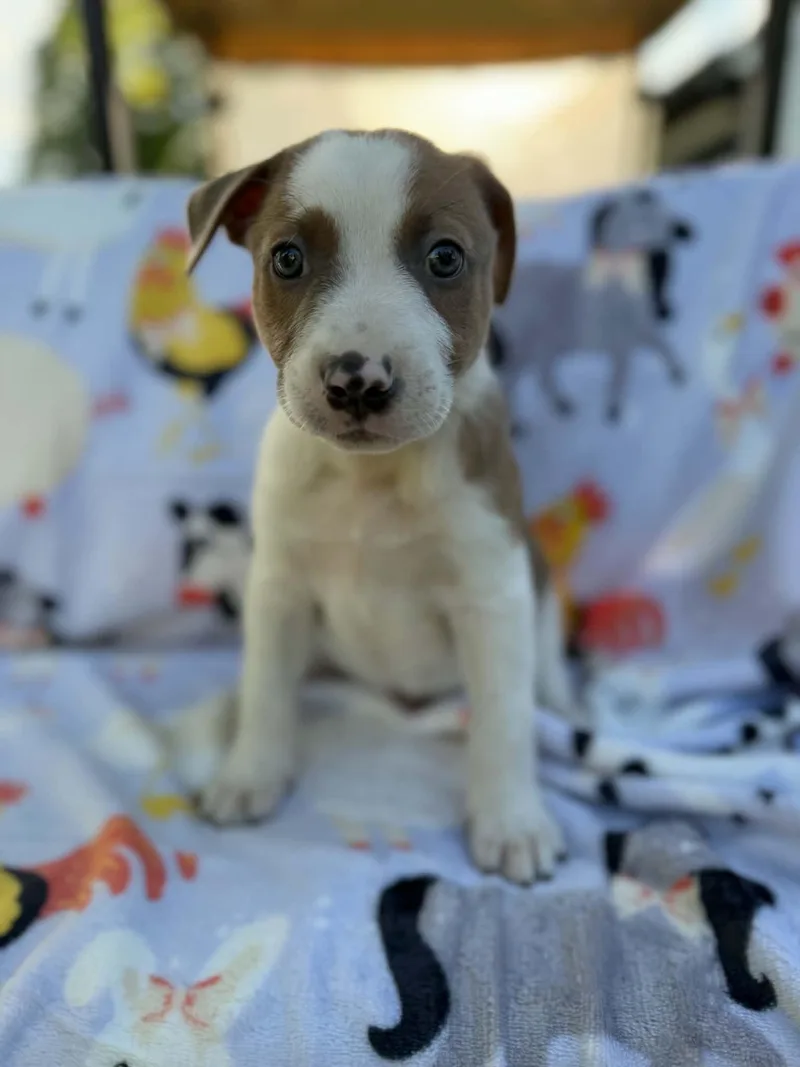 A baby medium-sized male Bicolor Australian Cattle Dog / Blue Heeler dog named Gary for adoption in Dysart, IA