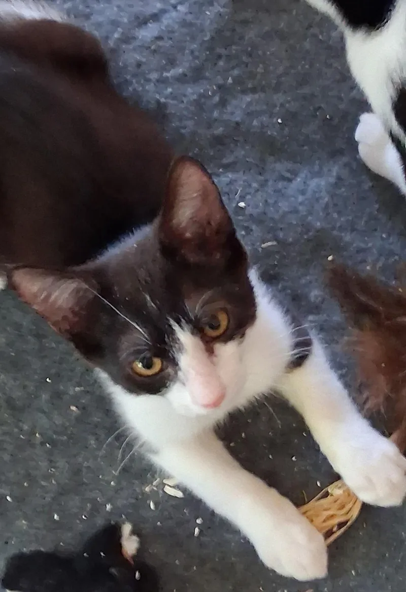 A baby medium-sized male Black & White / Tuxedo Domestic Short Hair cat named Roscoe for adoption in Nashville, TN