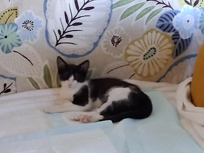 Roscoe thumbnail 2
